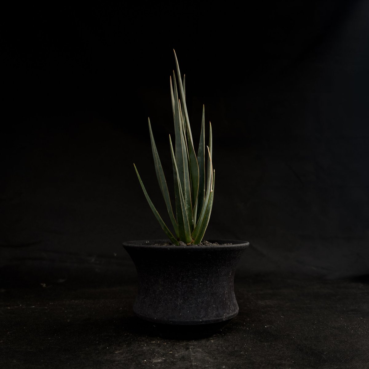 Premium Line】Dracaena cinnabari / ドラセナ シナバリ 【発