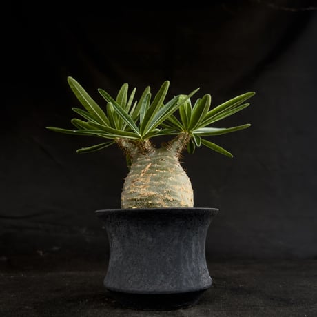 【Premium Line】 Pachypodium rosulatum var. gracilius / パキポディウム グラキリス 【微発根】+ 黒鉄【KUROGANE】