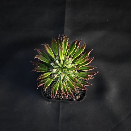 Monadenium schubei  / モナデニウム シューベイ 【発根済】
