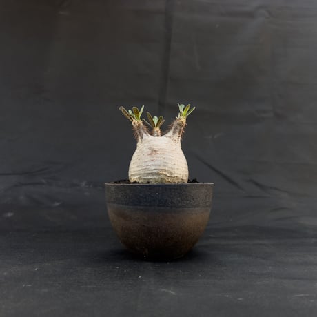 【Premium Line】 Pachypodium rosulatum var. gracilius / パキポディウム グラキリス 【微発根】+ 常滑鉢