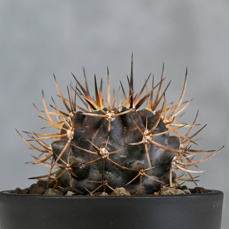 激レア　ピロカクタス　エリオシゾイデス CH1629,　3株セット Pyrrhocactus sp. Cuesta Las Cardas / ピロカクタス (エリ