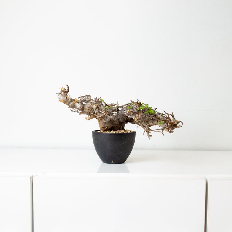 Commiphora sp. somalia eyl / コミフォラ エイル (微発根) |