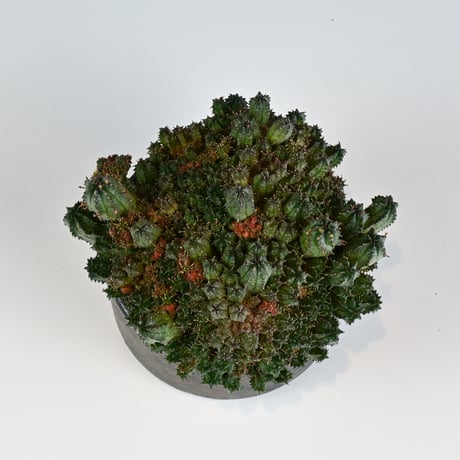 Euphorbia horrida f.monstrosa ' varietas ' / ユーフォルビア ホリダ 石化 (モンストローサ) 変異種 紅葉【実生】+ 信楽焼