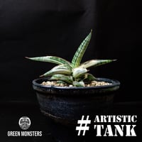 【PL】Sansevieria lav. 1970 Blue Clone variegated / サンセベリア ラブラノス 1970 ブルークローン 斑入り + 信楽焼 (発根済) (サンスベリア)