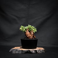 Ceraria pygmaea / ケラリア ピグマエア 【発根済】 [雌雄未判別]