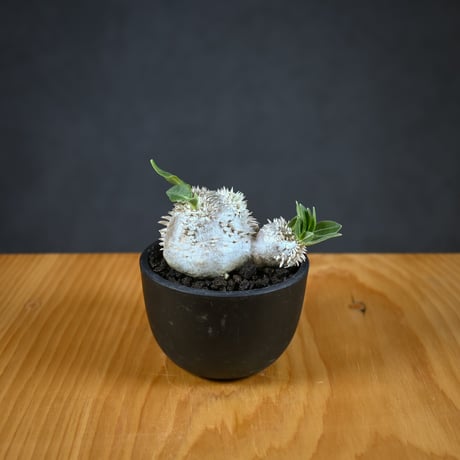 Pachypodium ' Densicaule ' / パキポディウム デンシカウレ 恵比寿大黒 (恵比須大黒)【実生】