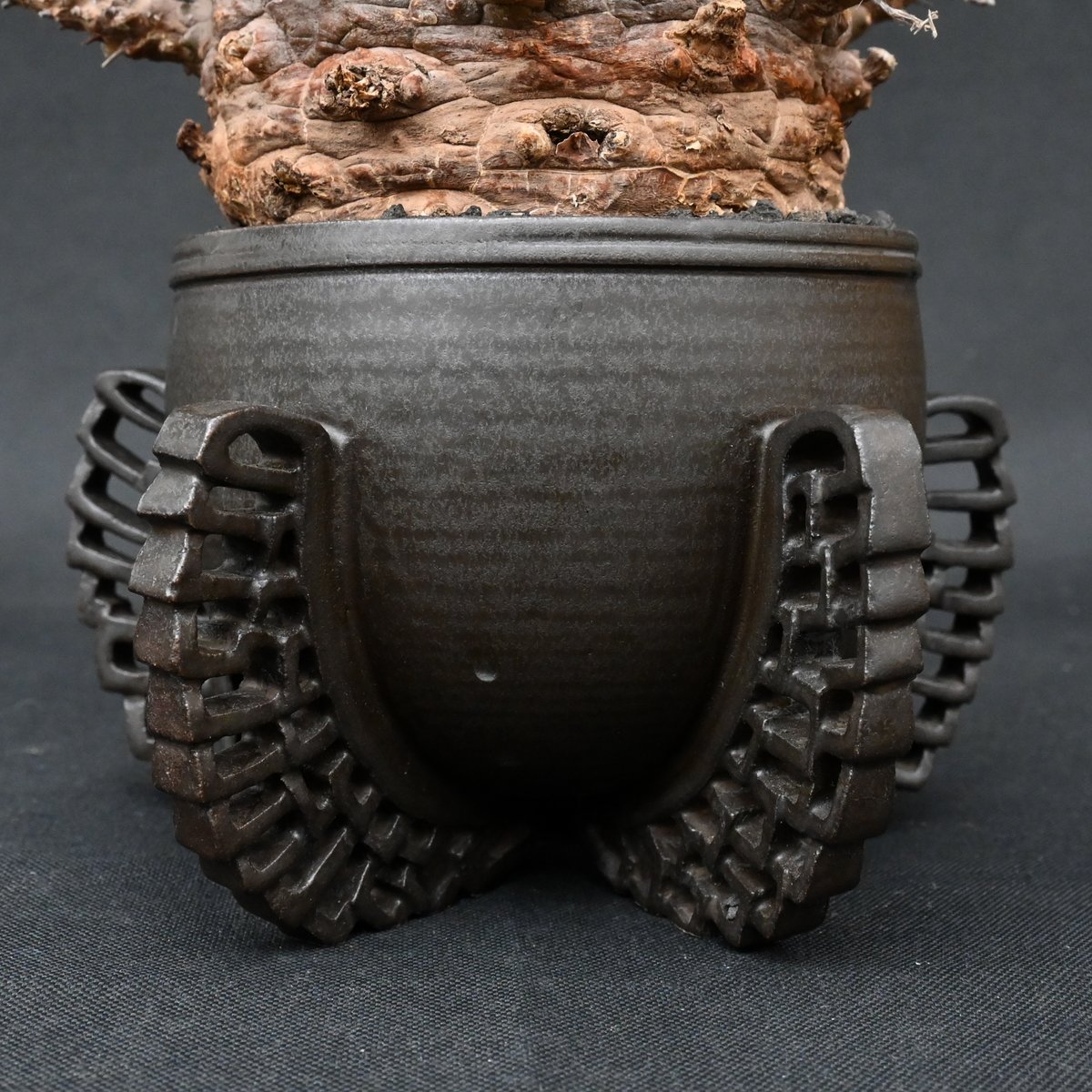 Euphorbia fusca / ユーフォルビア フスカ 【発根済】 + 金釉透彫五翼