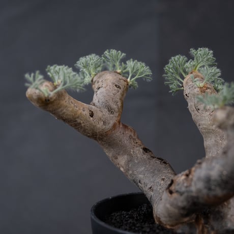 Monsonia multifida  (Sarcocaulon multifidum) / モンソニア ムルチフィダ (サルコカウロン ムルチフィズム) 【微発根】