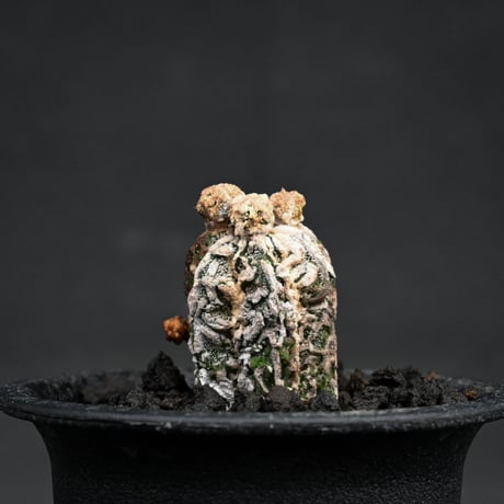 Astrophytum myriostigma f. monstrosa / アストロフィツム 子吹き鸞鳳玉 石化 (モンストローサ) (ランポー)【カキ仔】【自根】