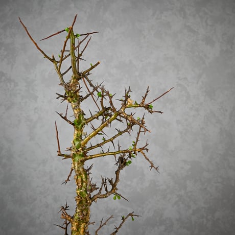 Commiphora myrrha / コミフォラ ミルラ 【微発根】