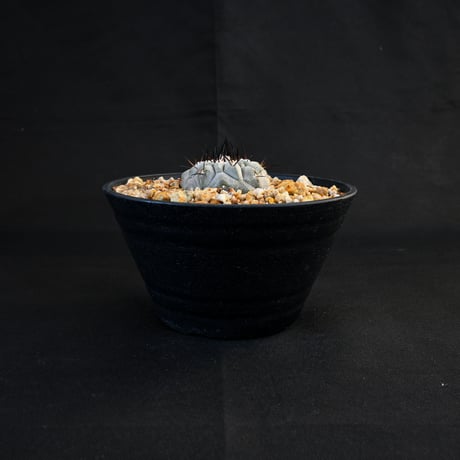 Copiapoa cinerea / コピアポア シネレア 黒王丸 【実生】