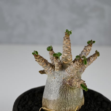 Adenium arabicum 'D.H.A.' / アデニウム アラビカム 獅子葉  【発根済】+ 信楽焼