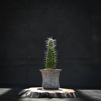 Alluaudia montagnacii / アローディア モンタグナッキー 【発根済】 ＋ 信楽焼