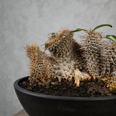 Pachypodium lamerei cristata / パキポディウム ラメリー クリスタータ 綴化 【自根】