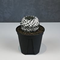 Mammillaria sempervivi v. caput-medusae  / マミラリア 景清 【自根】