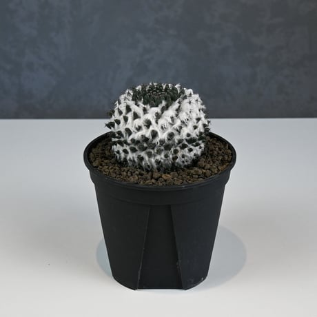 Mammillaria sempervivi v. caput-medusae  / マミラリア 景清 【自根】