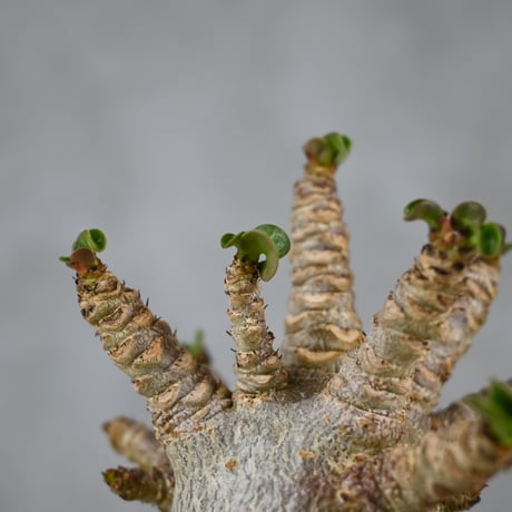 Adenium arabicum 'D.H.A.' / アデニウム アラビカム 獅子葉  【発根済】+ 信楽焼