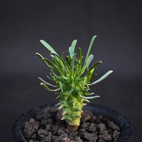 Euphorbia schoenlandii / ユーフォルビア スコエランディ 闘牛角【実生】