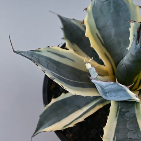 Agave parrasana ' Fire ball ' / アガベ パラサナ ファイヤーボール (白覆輪)【発根済】
