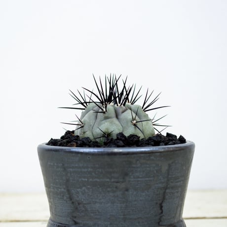 【Premium Line】Copiapoa cinerea / コピアポア シネレア 黒王丸 【実生】+ MANGAN