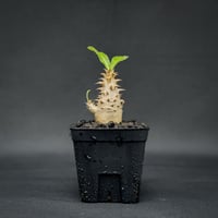 Pachypodium bicolor / パキポディウム ビカラー (バイカラー)【実生】