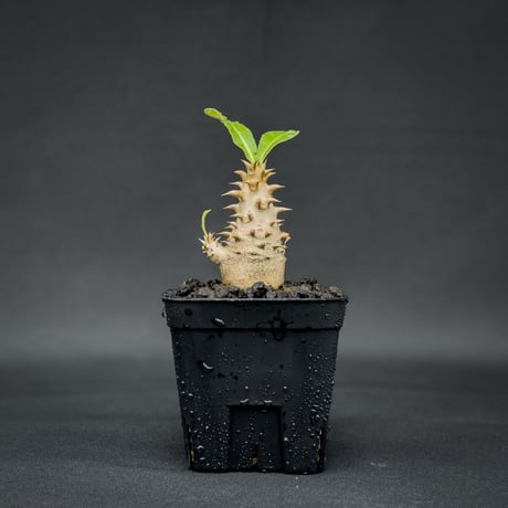 専用　同梱　30グリーンスノー　ホワイトモンスター22＋スケルトン茎発根済み 専用 同梱 30グリーンスノー ホワイトモンスター22＋スケルトン