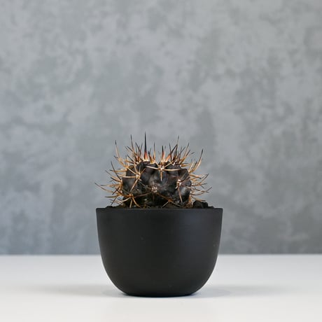 Pyrrhocactus sp. Cuesta Las Cardas / ピロカクタス (エリオシケ) クエスタ ラス カルダス 【実生】