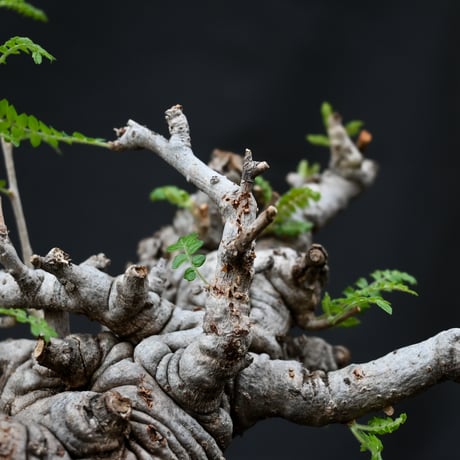 Boswellia neglecta / ボスウェリア ネグレクタ 【発根済】 +  信楽焼