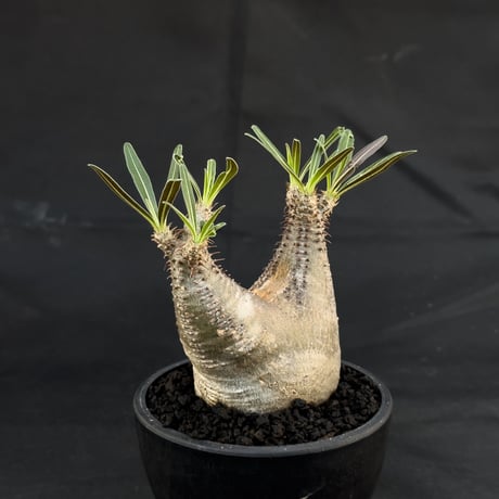 Pachypodium rosulatum var. gracilius / パキポディウム グラキリス 【微発根】