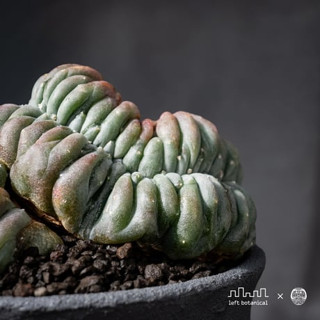 Lophophora williamsii var. cristate / ロフォフォラ ウィリアムシー 鳥羽玉 綴化 【実根】+ 灰黒垂れ