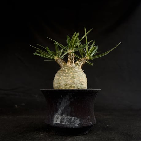 【Premium Line】 Pachypodium rosulatum var. gracilius / パキポディウム グラキリス 【微発根】+ 黒鉄【KUROGANE】