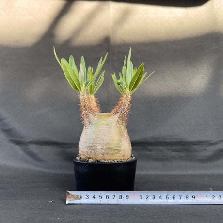 Pachypodium rosulatum var. gracilius / パキポディウム グラキリウス (グラキリス)【微発根】