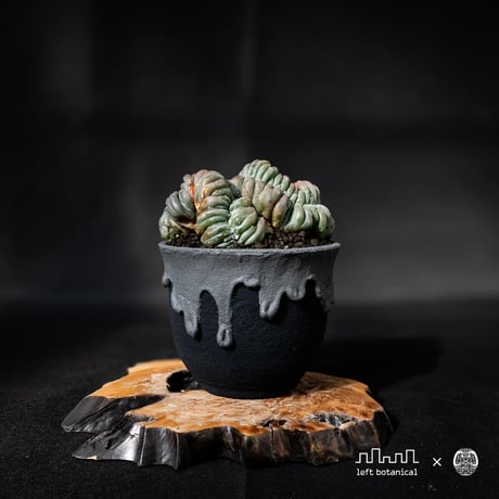 Lophophora williamsii var. cristate / ロフォフォラ ウィリアムシー 鳥羽玉 綴化 【実根】+ 灰黒垂れ