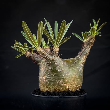 Pachypodium rosulatum var. gracilius / パキポディウム グラキリス 【微発根】