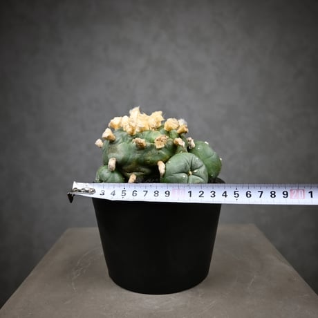 Lophophora diffusa / ロフォフォラ ディフューサ 翠冠玉