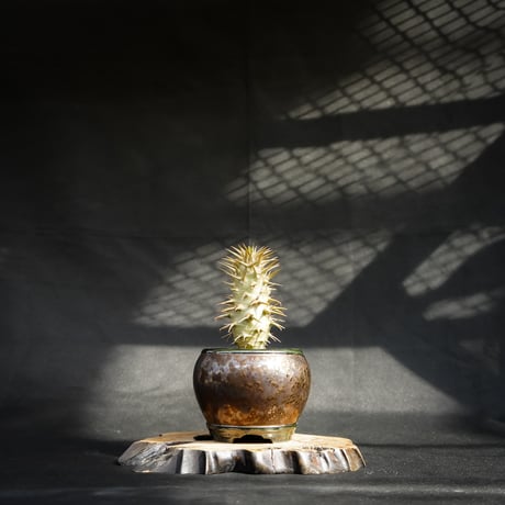 【Premium Line】 Pachypodium ambongense / パキポディウム アンボンゲンセ 【微発根】 + Vintage 【後藤 瑞葉】