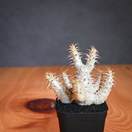 Pachypodium makayense  / パキポディウム マカイエンセ 【微発根】