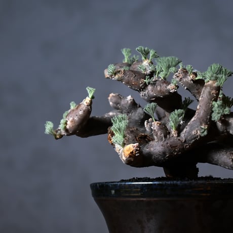 Monsonia multifida  (Sarcocaulon multifidum) / モンソニア ムルチフィダ (サルコカウロン ムルチフィズム) 【発根済】+ 鉢 : 後藤 瑞葉 氏