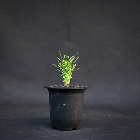 Euphorbia schoenlandii / ユーフォルビア スコエランディ 闘牛角【実生】