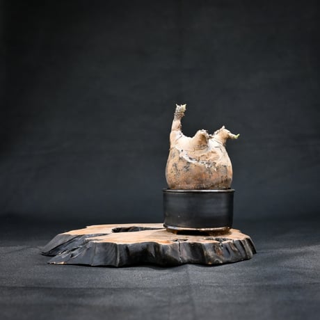 【Premium Line】 Pachypodium rosulatum var. gracilius / パキポディウム グラキリス 【発根済】 + Vintage 【後藤 瑞葉】
