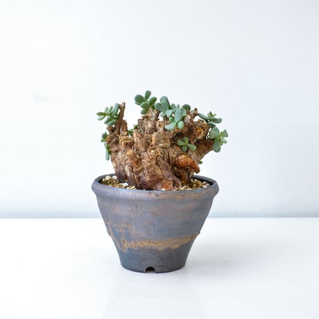 【PL】Ceraria pygmaea / ケラリア ピグマエア + 信楽焼 (微発根) [雌雄未判別]