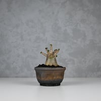 Pachypodium makayense / パキポディウム マカイエンセ 【微発根】 |