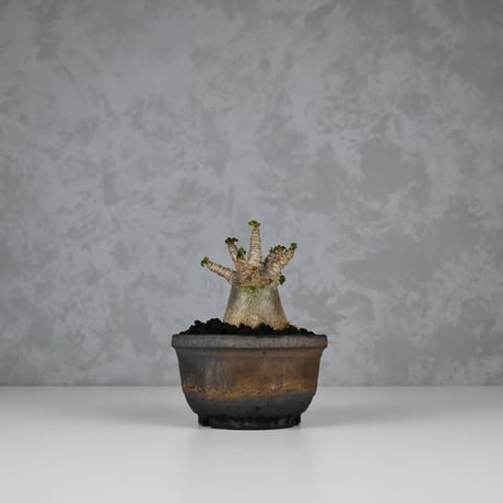Adenium arabicum 'D.H.A.' / アデニウム アラビカム 獅子葉  【発根済】+ 信楽焼