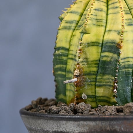 Euphorbia obesa hyb ’ Bonten ’ variegated / ユーフォルビア オベサ 丹天 錦 斑入り 【発根済】 + 信楽焼
