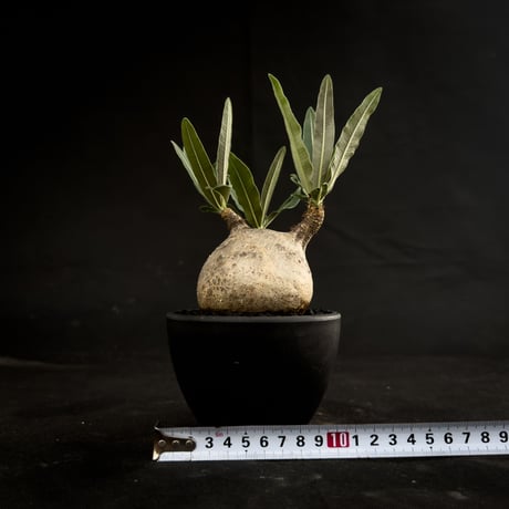 Pachypodium rosulatum var. gracilius / パキポディウム グラキリス 【微発根】