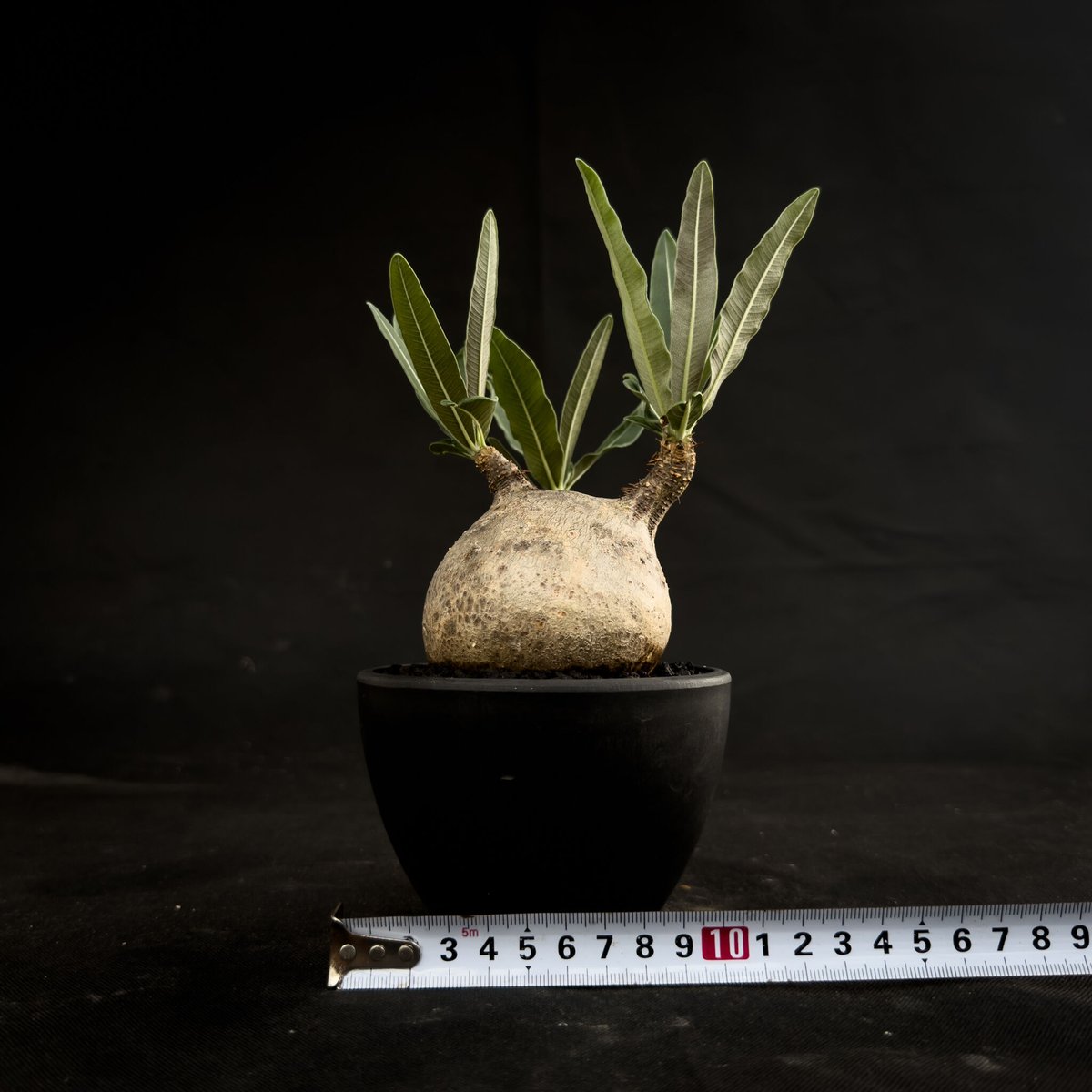 ◯現地株 Pachypodium rosulatumvar. gracilius
