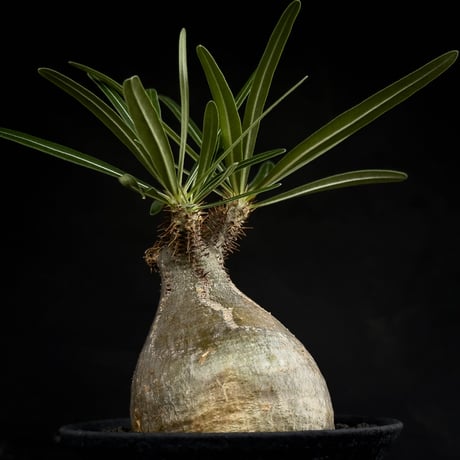 【Premium Line】 Pachypodium rosulatum var. gracilius / パキポディウム グラキリス 【微発根】+ 黒鉄【KUROGANE】