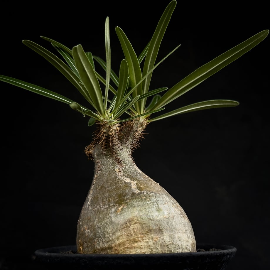 651d0b1e904c080030da2495
