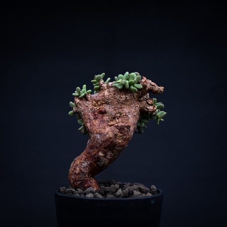 Ceraria pygmaea / ケラリア ピグマエア 【発根済】 [雌雄未判別]