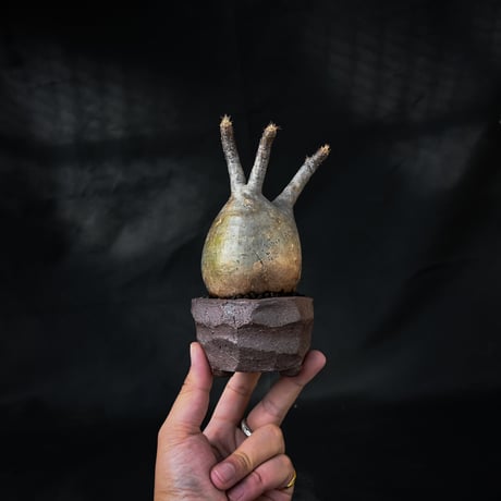 Pachypodium rosulatum var. gracilius / パキポディウム グラキリス 【微発根】